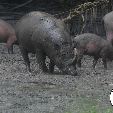 Tangkoko Lodge Bitung Eksteriør bilde