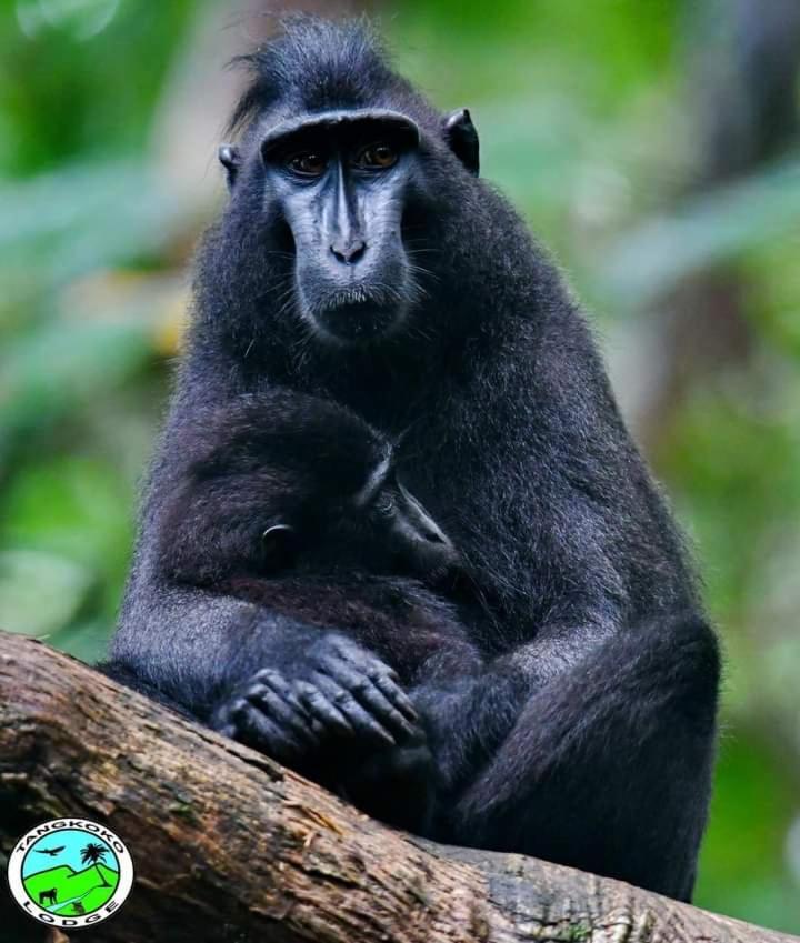 Tangkoko Lodge Bitung Eksteriør bilde