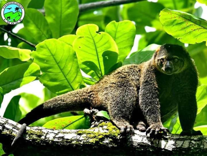Tangkoko Lodge Bitung Eksteriør bilde