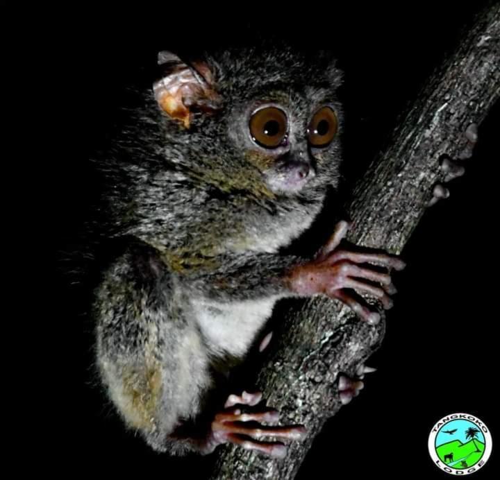 Tangkoko Lodge Bitung Eksteriør bilde