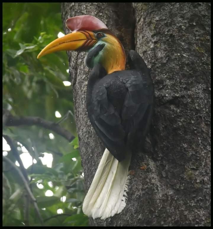 Tangkoko Lodge Bitung Eksteriør bilde