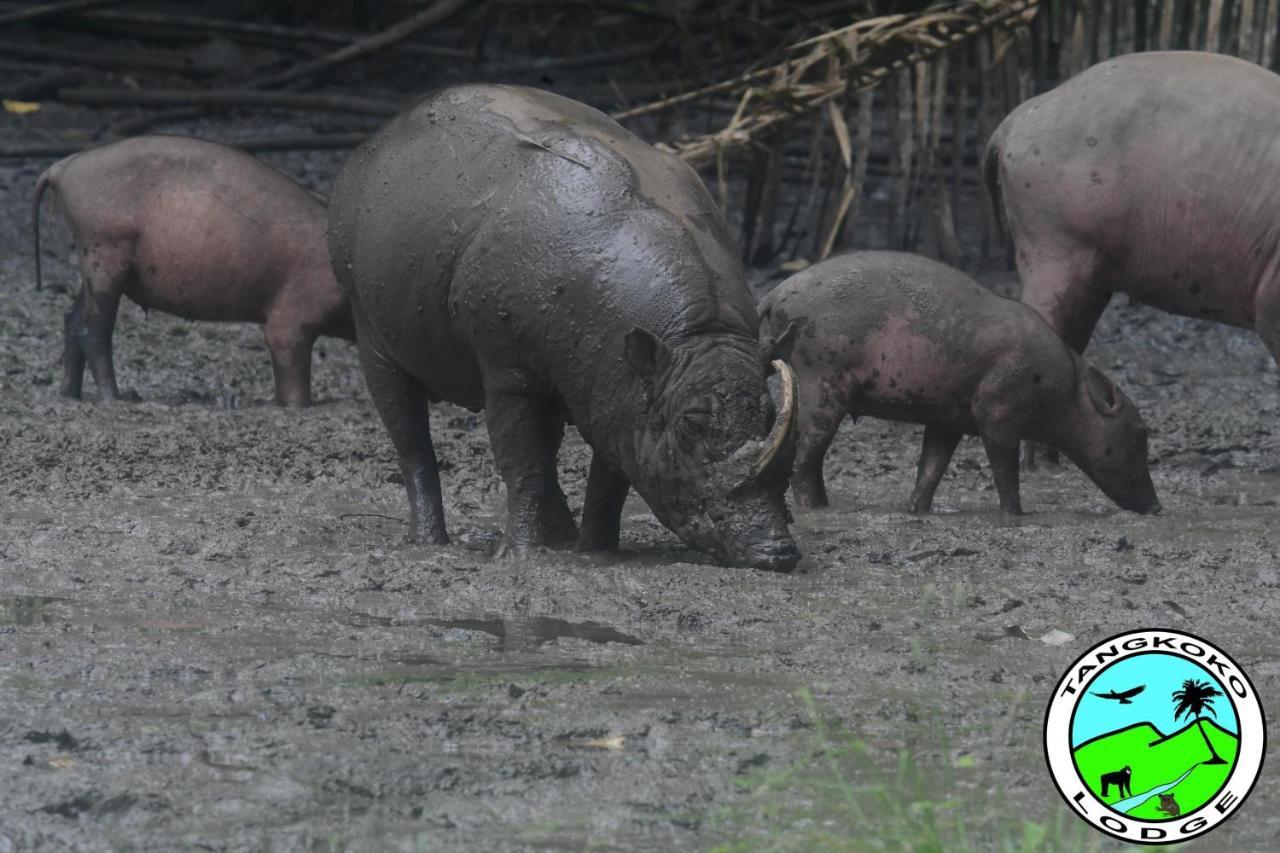 Tangkoko Lodge Bitung Eksteriør bilde