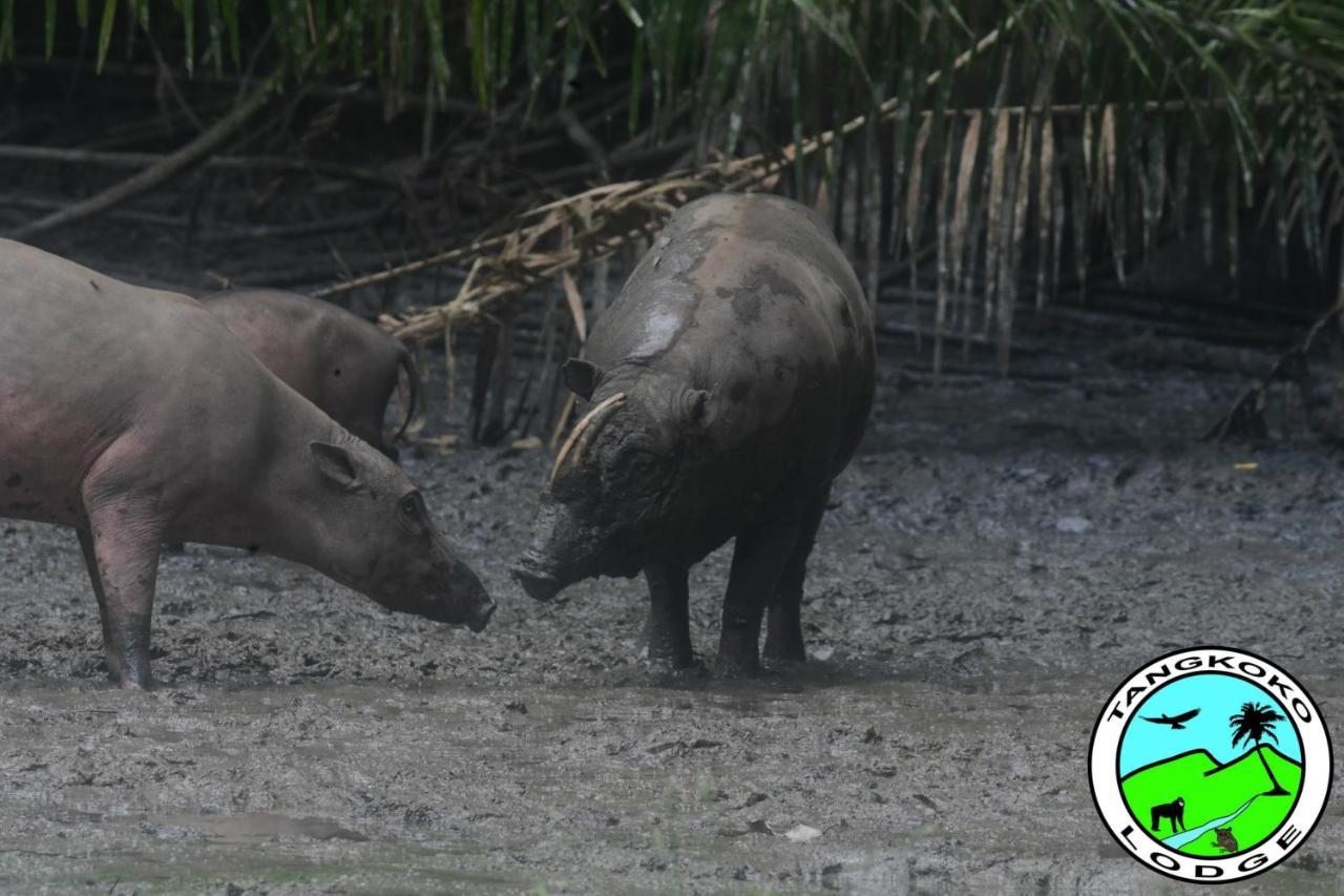 Tangkoko Lodge Bitung Eksteriør bilde