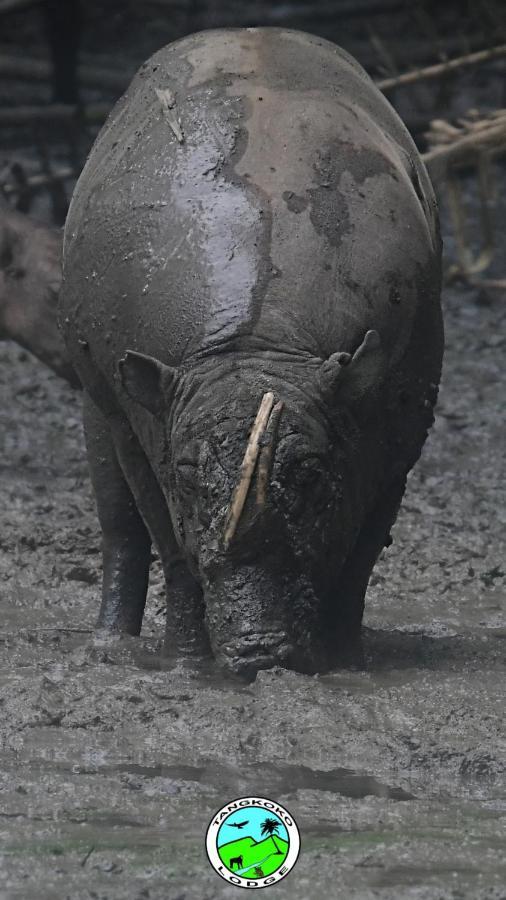 Tangkoko Lodge Bitung Eksteriør bilde